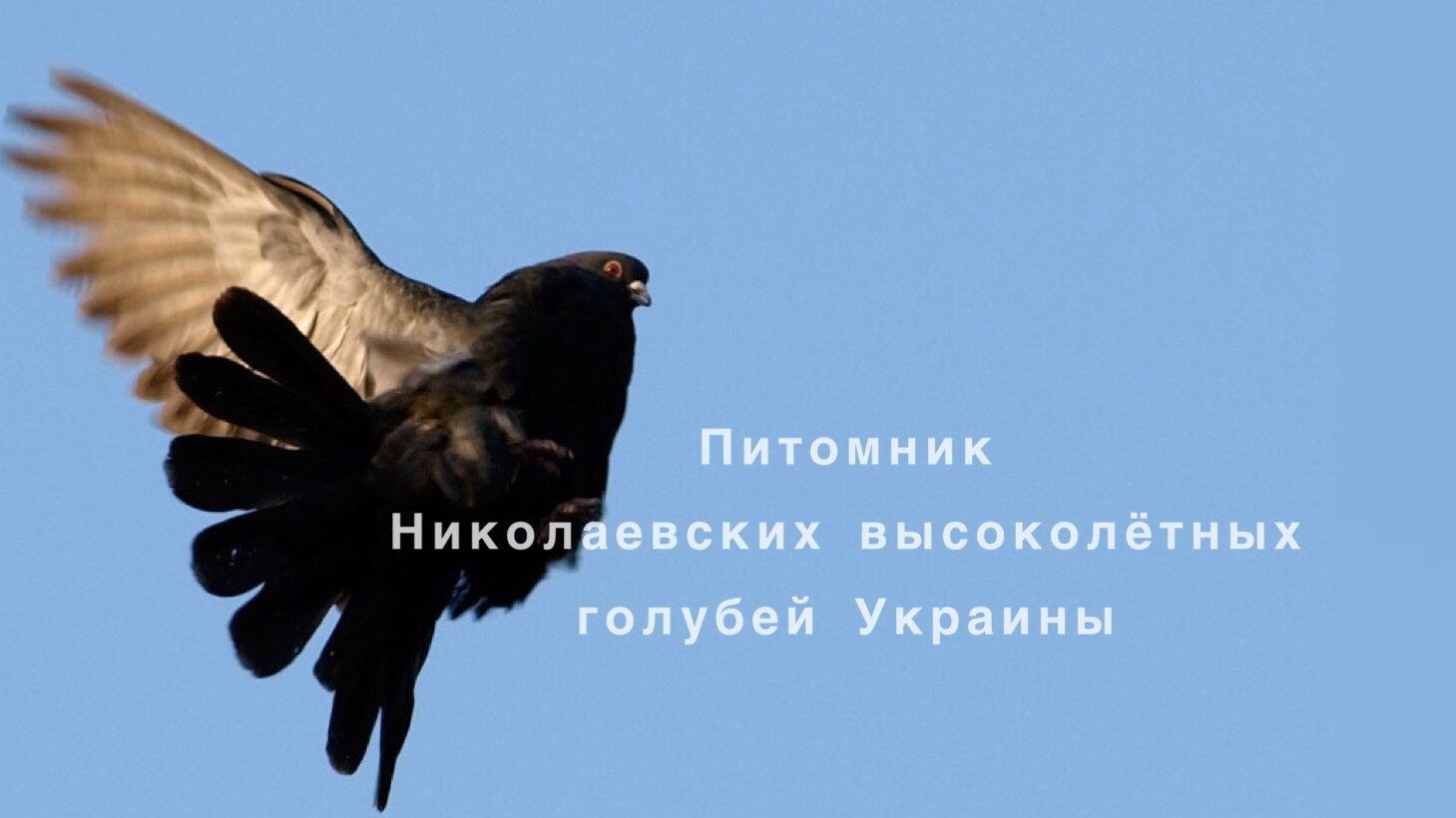 Голубівник (розплідник миколаївських, високолітних та поштових голубів)