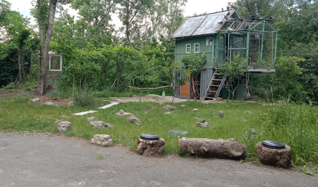 Голубівник (розплідник миколаївських, високолітних та поштових голубів)