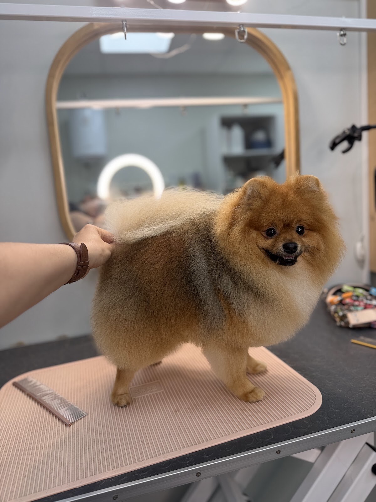 Dog upgrade grooming studio