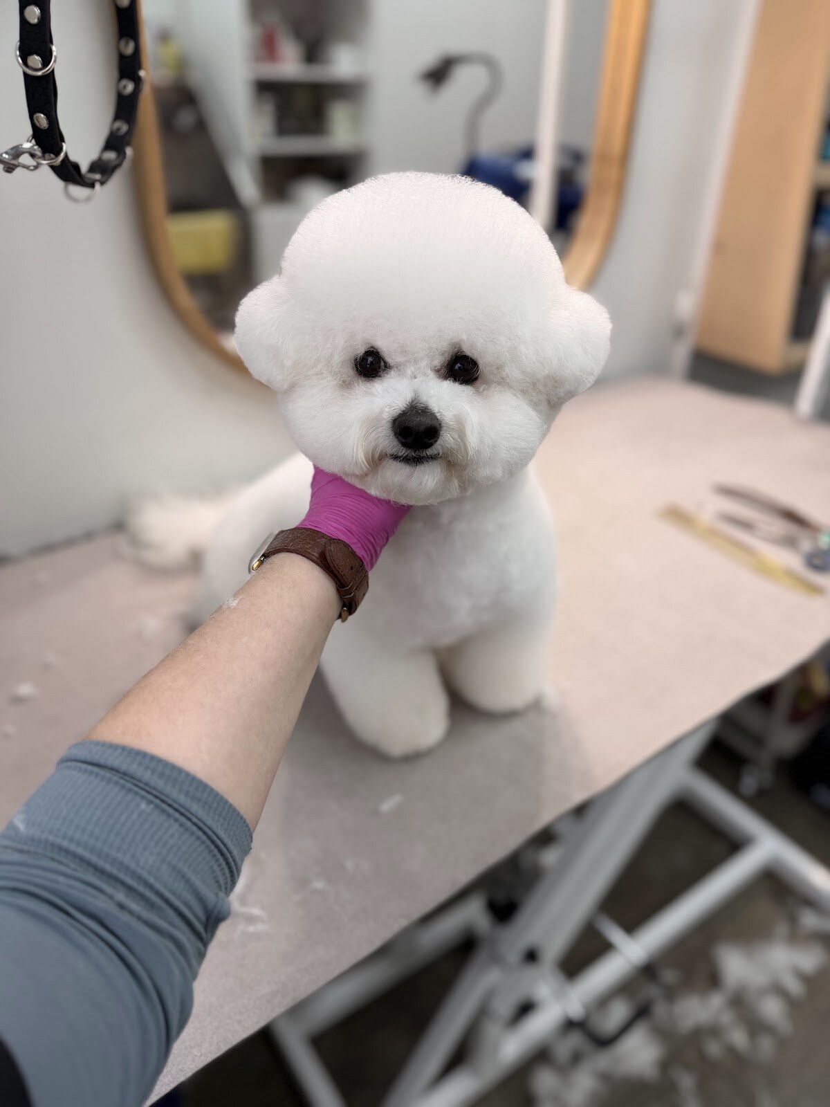 Dog upgrade grooming studio