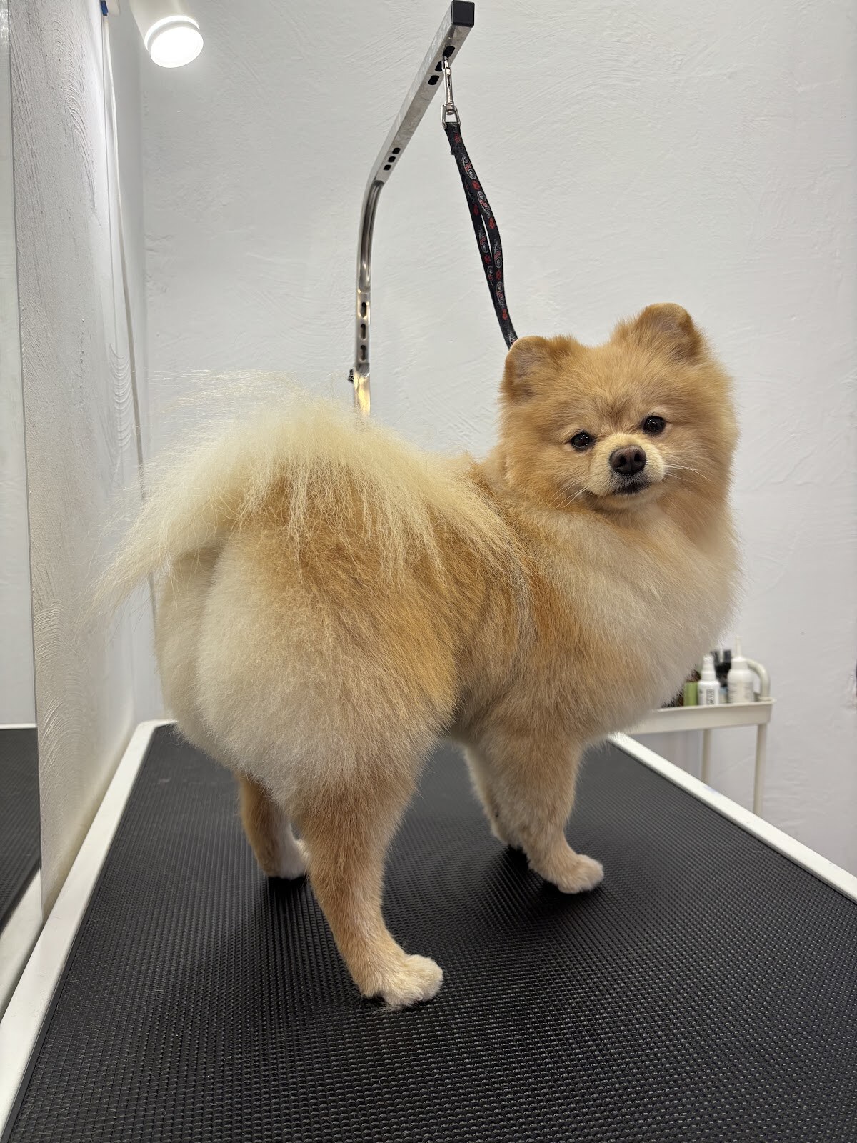 Центр догляду та здоров’я тварин PAWFECT