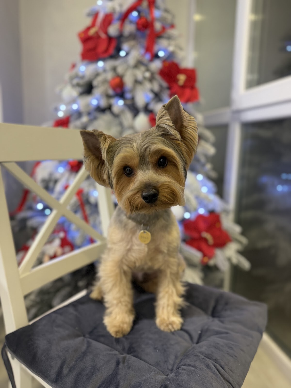 Центр догляду та здоров’я тварин PAWFECT