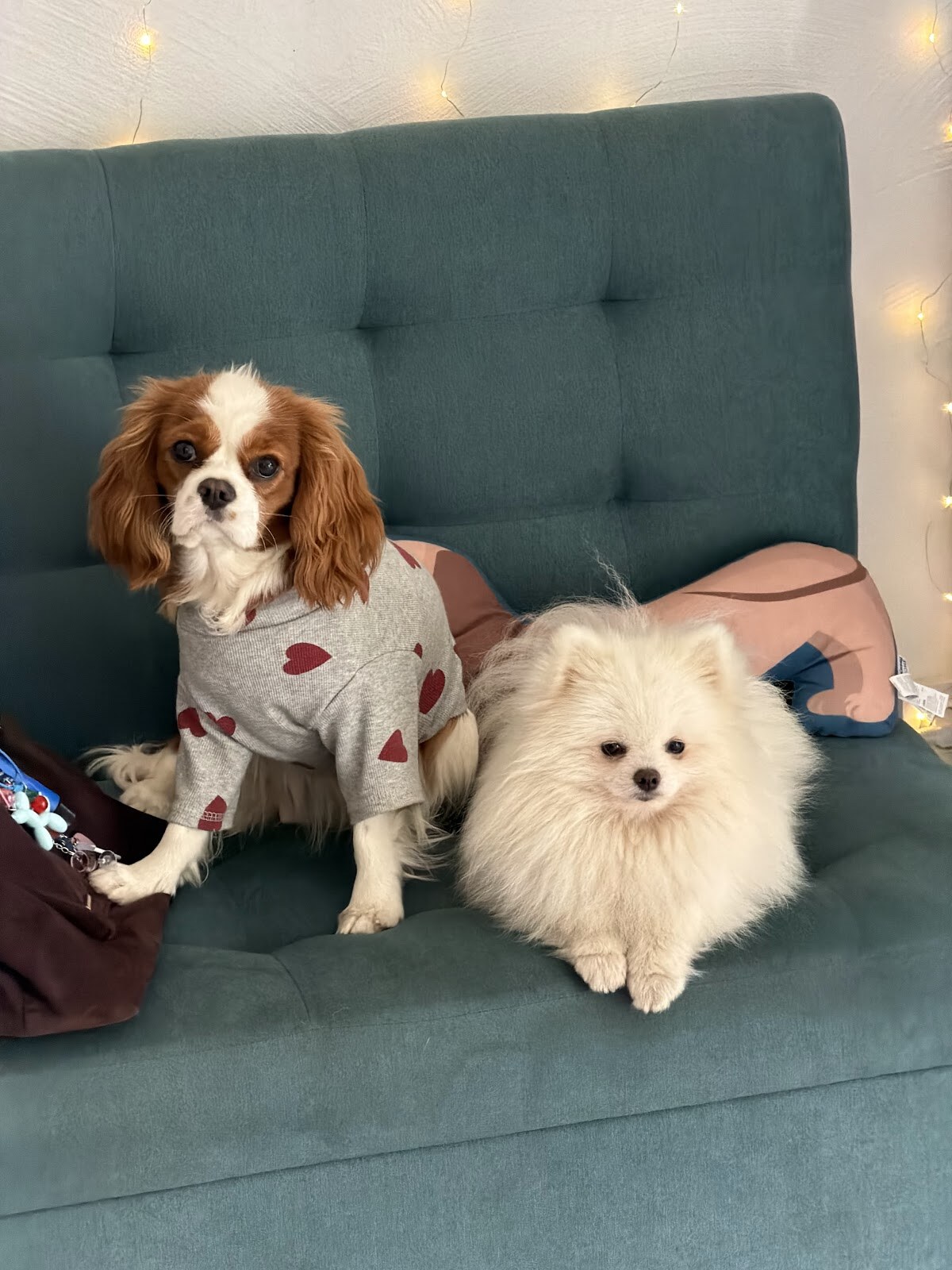 Центр догляду та здоров’я тварин PAWFECT