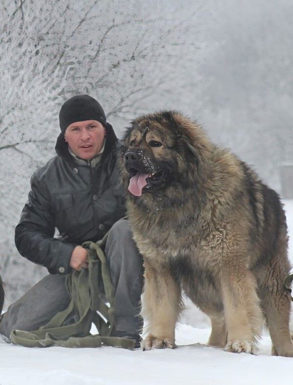Кавказська вівчарка у Харкові CAUCASIAN SHEPHER DOG KH
