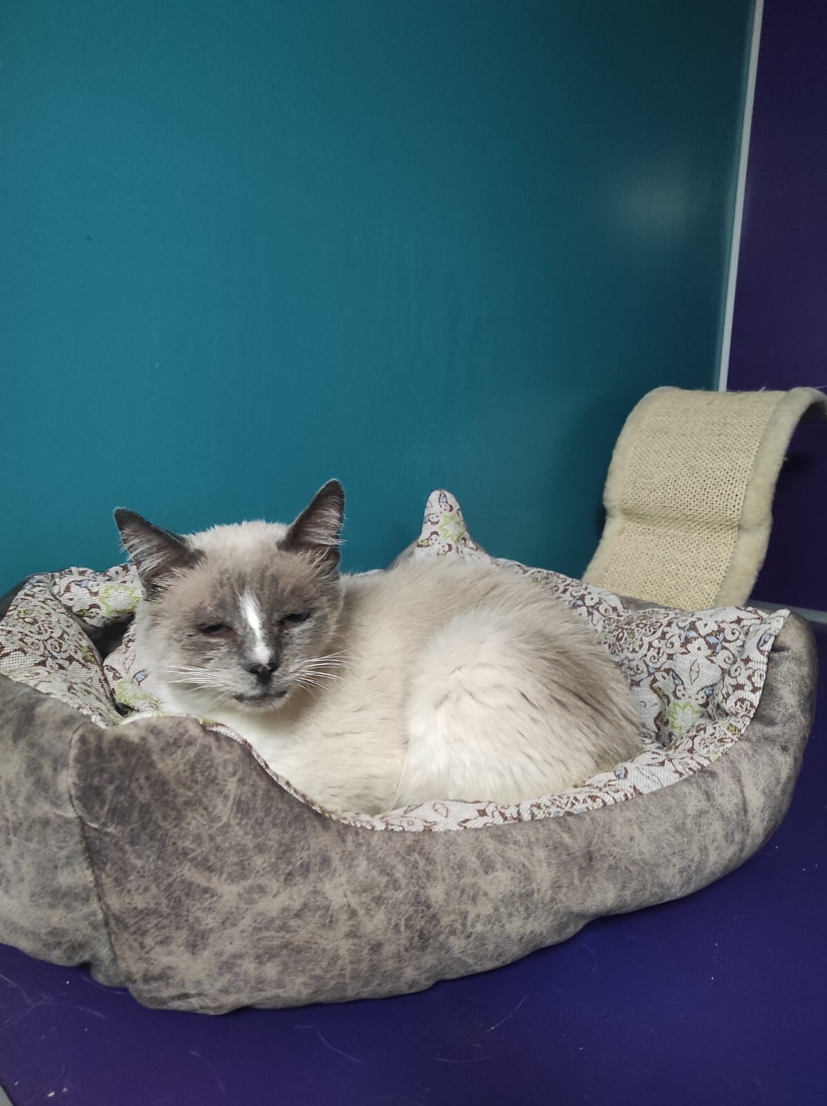 КотоГотель Муррляндія