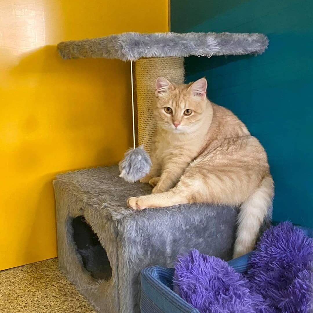 КотоГотель Муррляндія