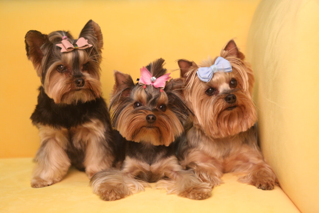 11 DOGS