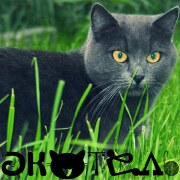 CatsHotel - Гостиница для кошек киев