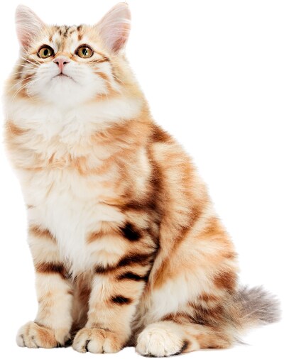 Грумінг Салон Soloma Pet
