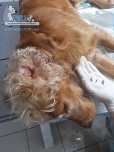 Ветеринарна клініка Умка