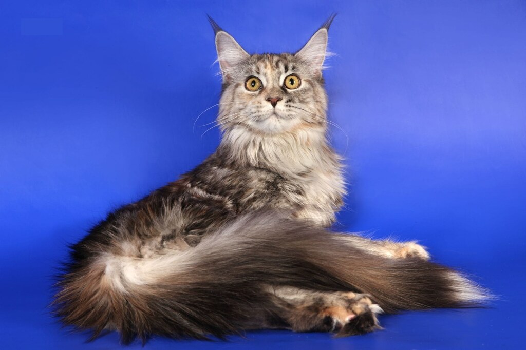 Reino Felino