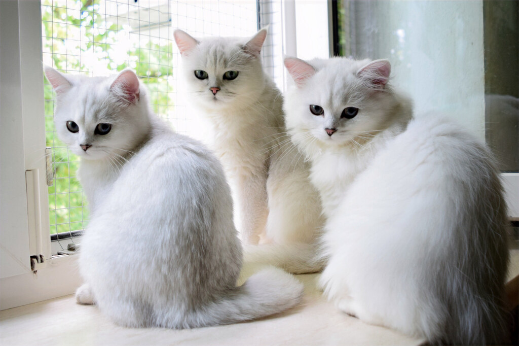 Розплідник британських котів Snow Miracle