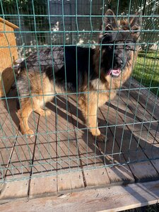 Школа для собак - Dog Training