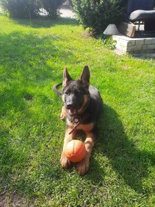Школа для собак - Dog Training