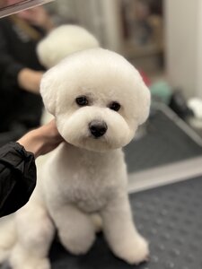 Грумінг та Зоотовари Charlie&Woof Space