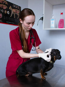 Зоопатруль