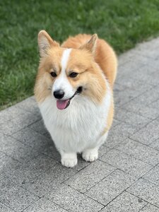 VetPet
