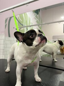 зоопростір Pup Hub