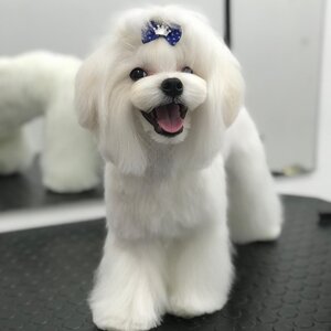 Kawaii groom