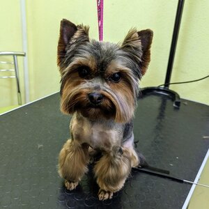 Грумер. Стрижка собак і котів