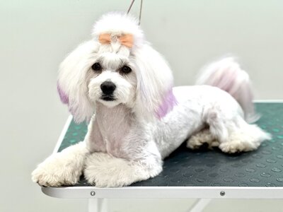 Зоомагазин Maltipoo