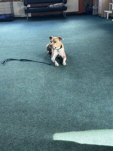Capital Dog Training
