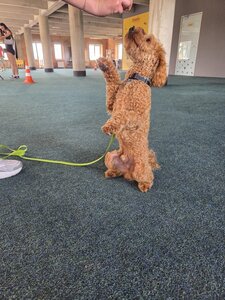Capital Dog Training