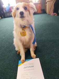 Capital Dog Training