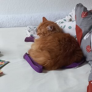 Розплідник Мейн Кунів My Fairy King*UA
