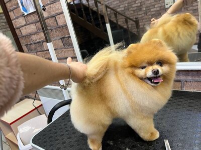 Pet-Time стрижка Тварин
