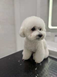 PET MARAFET