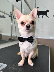 Грумінг Groom Nyvky