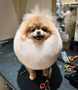 Doggy Smile
