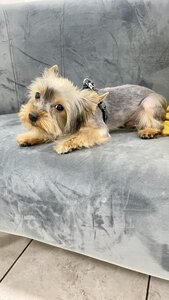 Грумінг для собак та котів