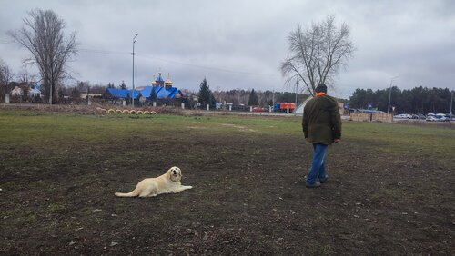 Кінологічний Центр «Алькор»