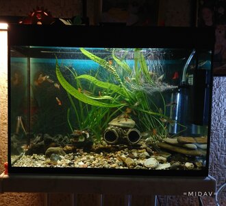 Aqualuxaquarium