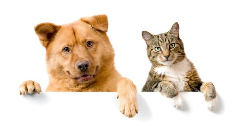 Курсы груминга All-Grooming - обучение стрижке собак, котов и кошек