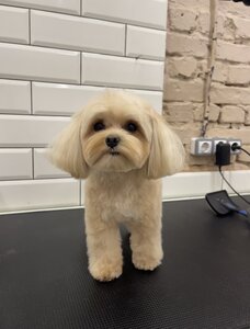 Грумінг салон HiPaw