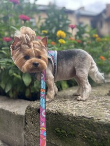 Грумінг салон HiPaw