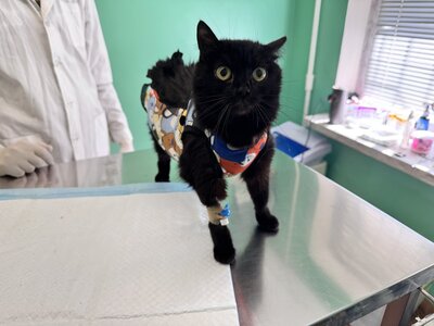 Vet Friend