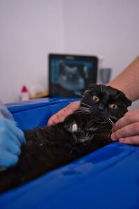 GI Help Gastrovetcentr