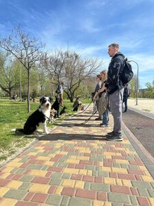 Дресирування собак MaliGuards Club K9