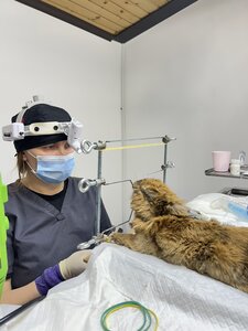 Ветеринарний центр Пангея