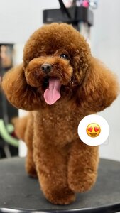 V.O.G DOG SALON