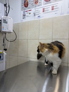 Viva Vet Ветеринарна клініка та грумінг