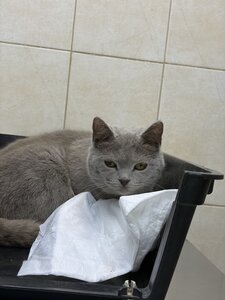 Viva Vet Ветеринарна клініка та грумінг