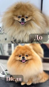 V.O.G DOG SALON