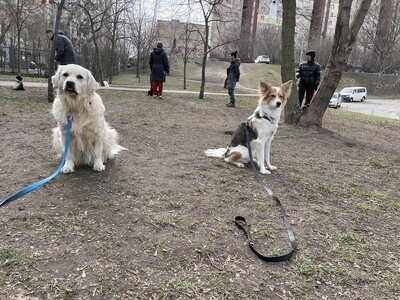 Школа дресирування собак King Dog