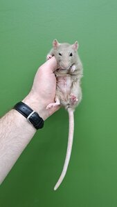 «Kiwi» шпиталь для екзотичних тварин