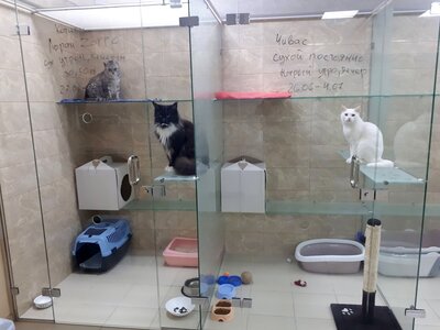 Готель для котів в Києві «КАЗКА»